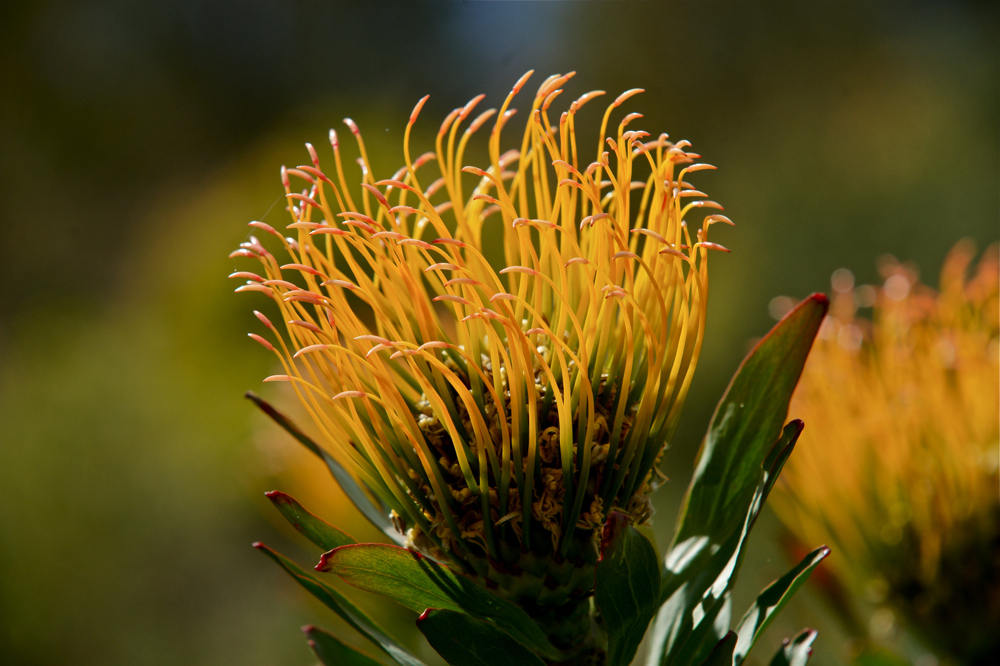 Nadelkissenprotea Blüte