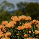 Nadelkissenprotea