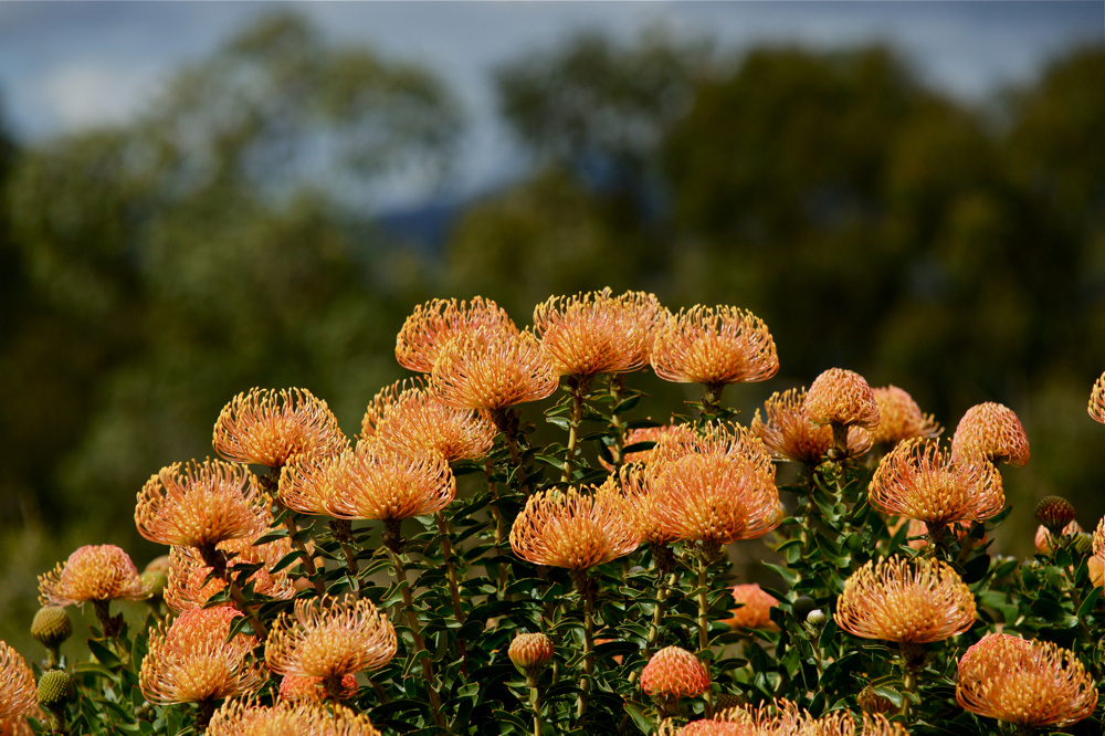 Nadelkissenprotea