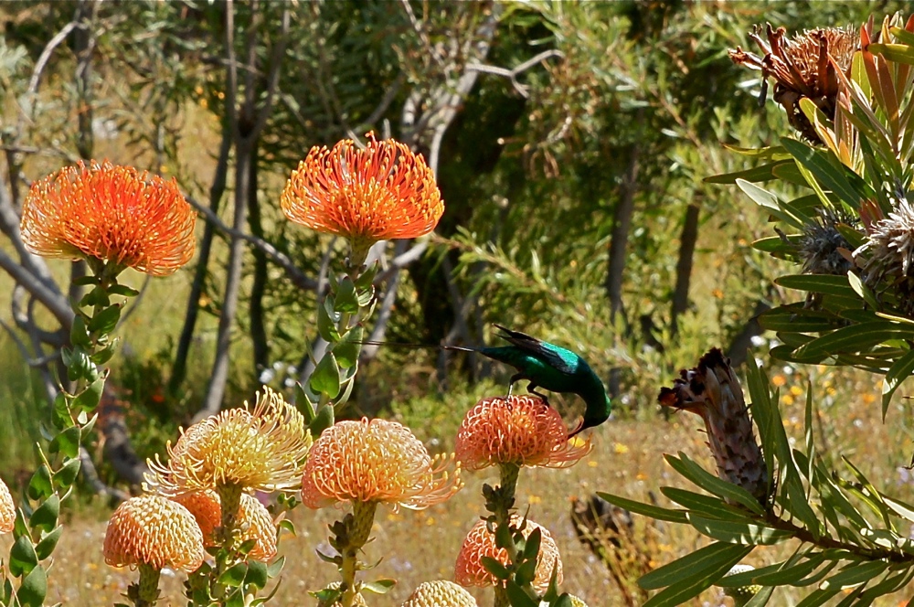 Nadelkissenprotea mit Sugarbird