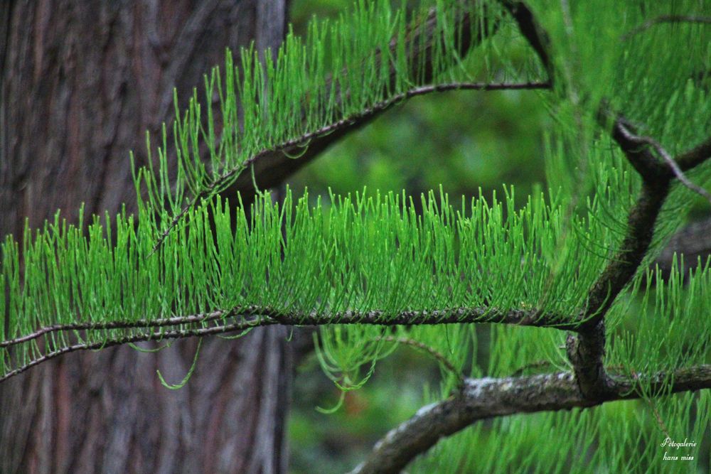 Nadeln die nach oben wachsen Foto & Bild | landschaft, pflanzen, blüten