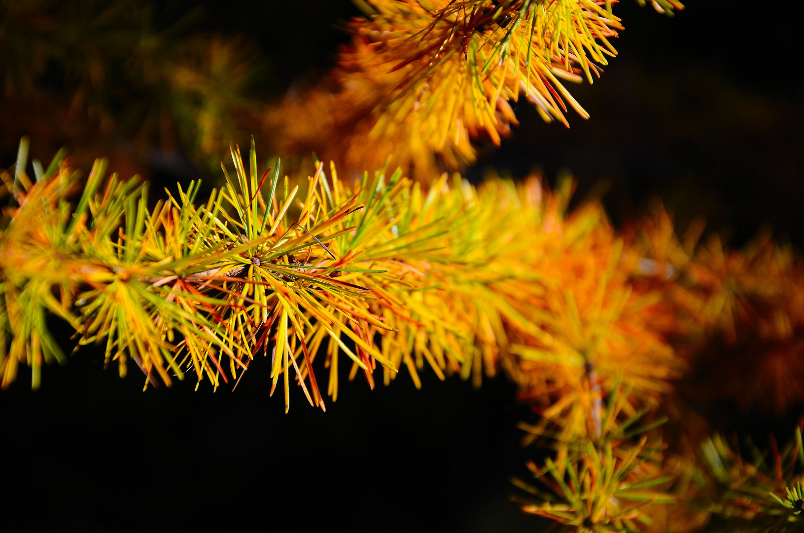 Nadeln im Herbst