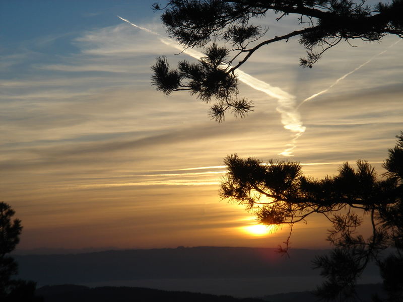 Nadeln im Sonnenuntergang