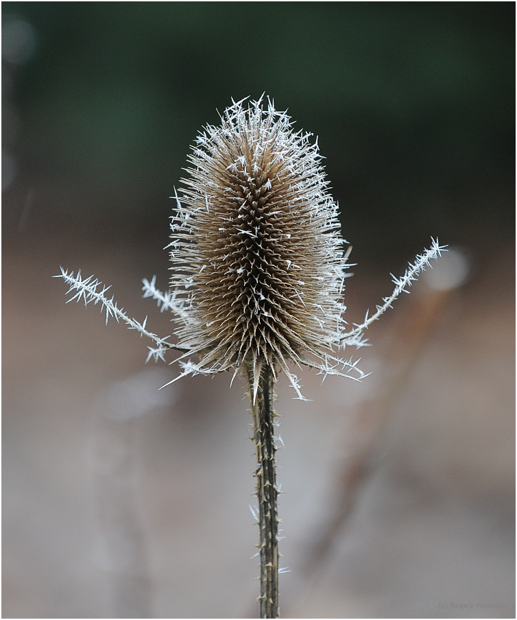 Nadeln und Stacheln