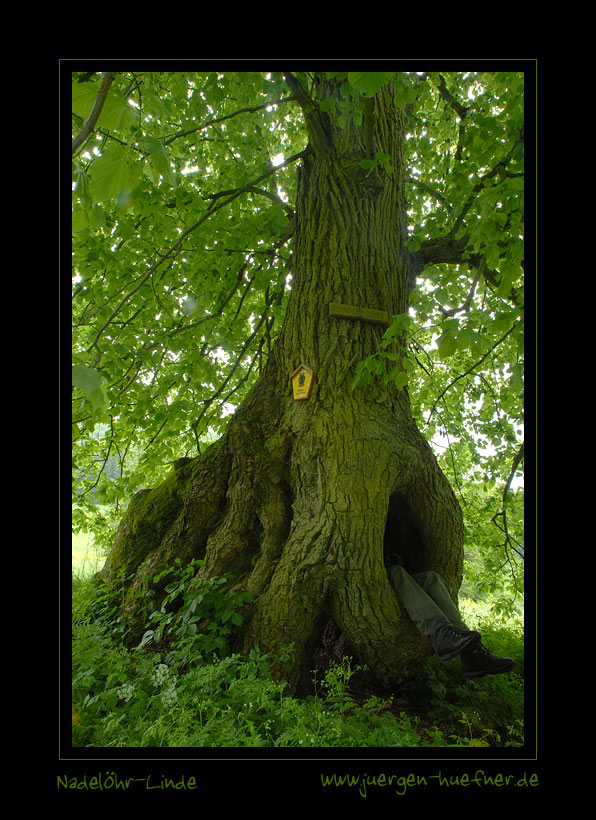 Nadelöhr - Linde