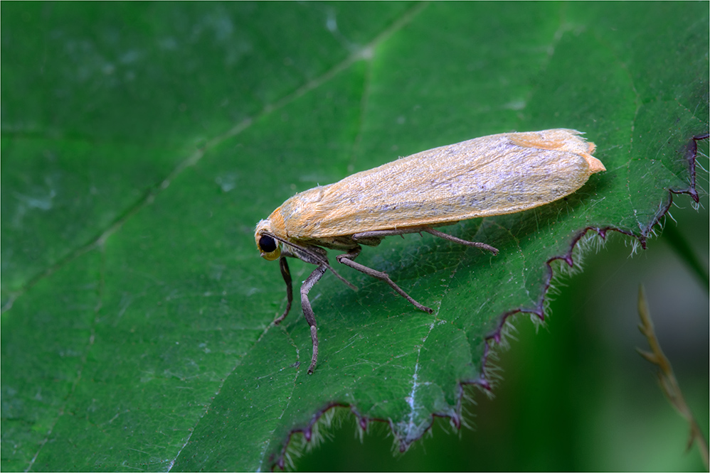 Nadelwald-Gelbsaumflechtenbär (Eilema depressa)