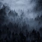 Nadelwald im Nebel