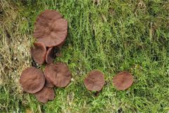 Nadelwald-Scheibchenlorchel (GYROMITRA ANCILIS)