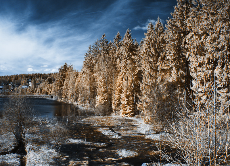 Nadelwald und Wasser