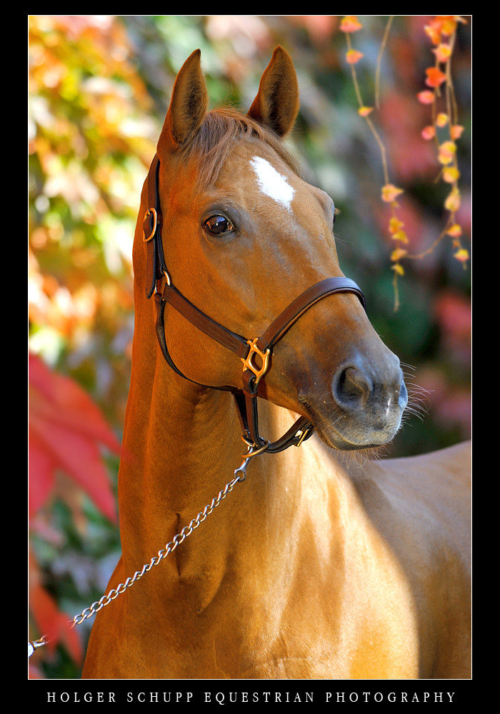 Nadine Capellmann's ELVIS VA - Herbst 2008