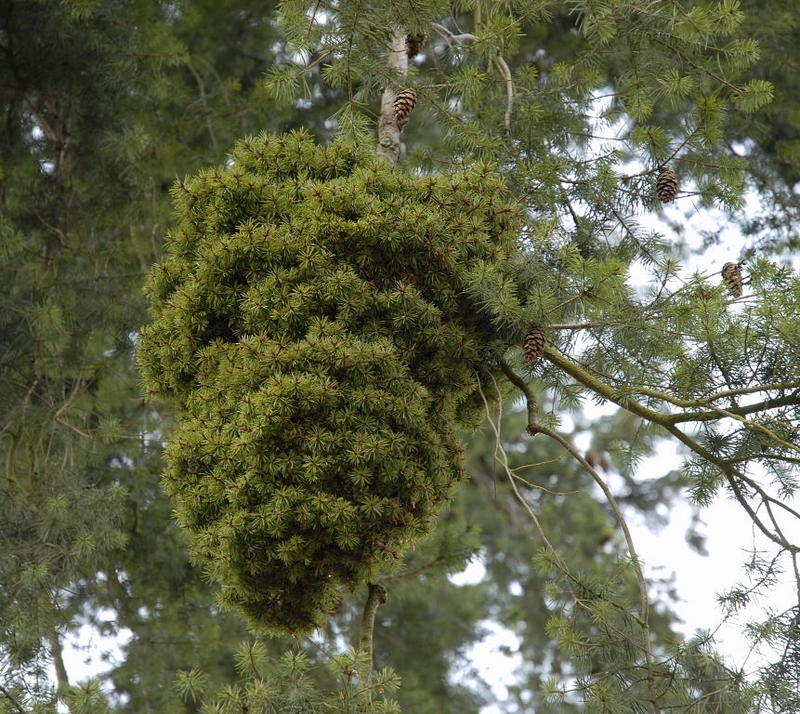 Nadliges Nest in luftiger Höhe