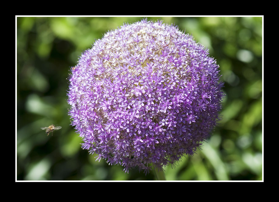 Nächste Landung: Allium