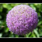 Nächste Landung: Allium