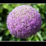 Nächste Landung: Allium