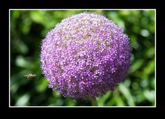 Nächste Landung: Allium