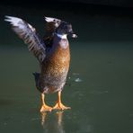 Nächste Übung: Arme hoch und auf die Zehenspitzen!