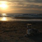 Nächster Hund am Strand !!!