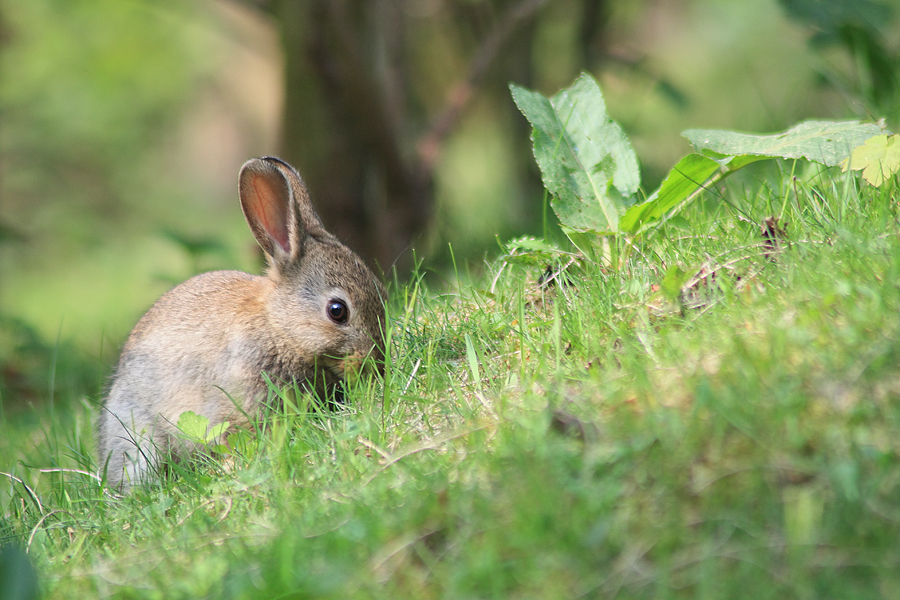 Nächstes Jahr bewerb ich mich als Osterhase