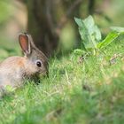 Nächstes Jahr bewerb ich mich als Osterhase