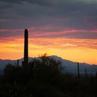 Nächte in der Stadt: Tucson