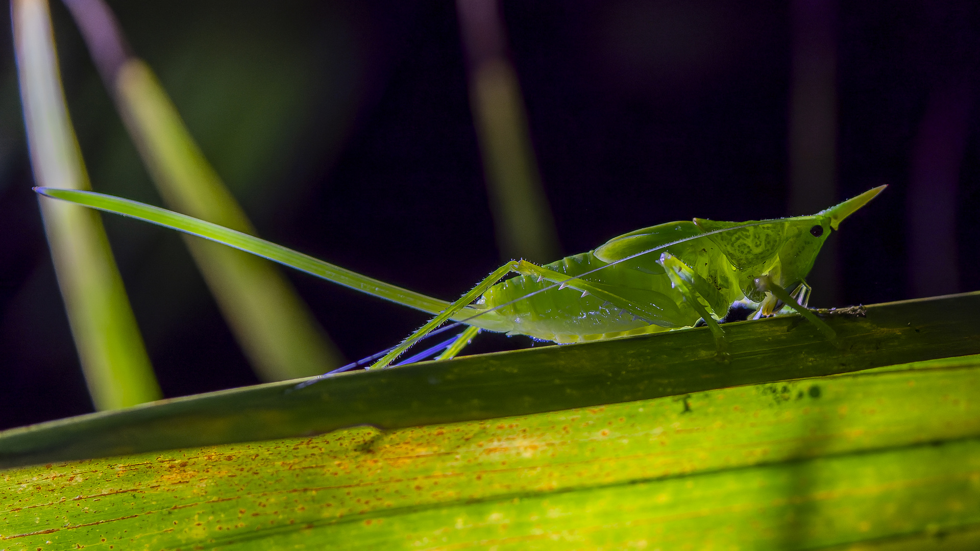 nächtliche Begegnung, Tettigoniidae, Copiphora sp., weibliches Jungtier