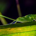 nächtliche Begegnung, Tettigoniidae, Copiphora sp., weibliches Jungtier