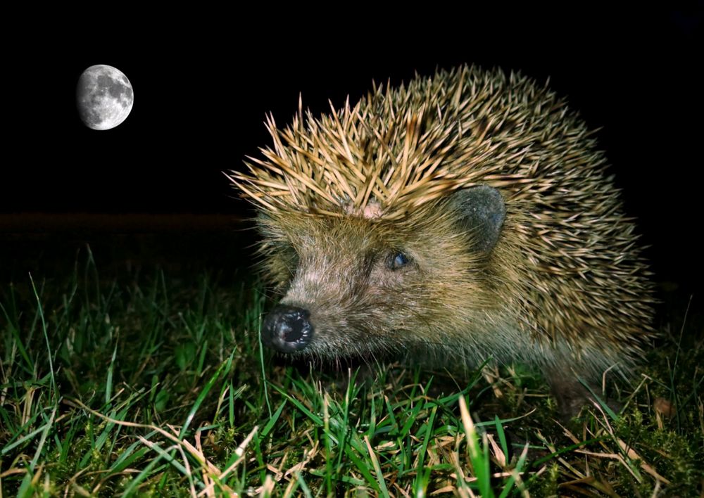 Nächtliche Besucher im Garten