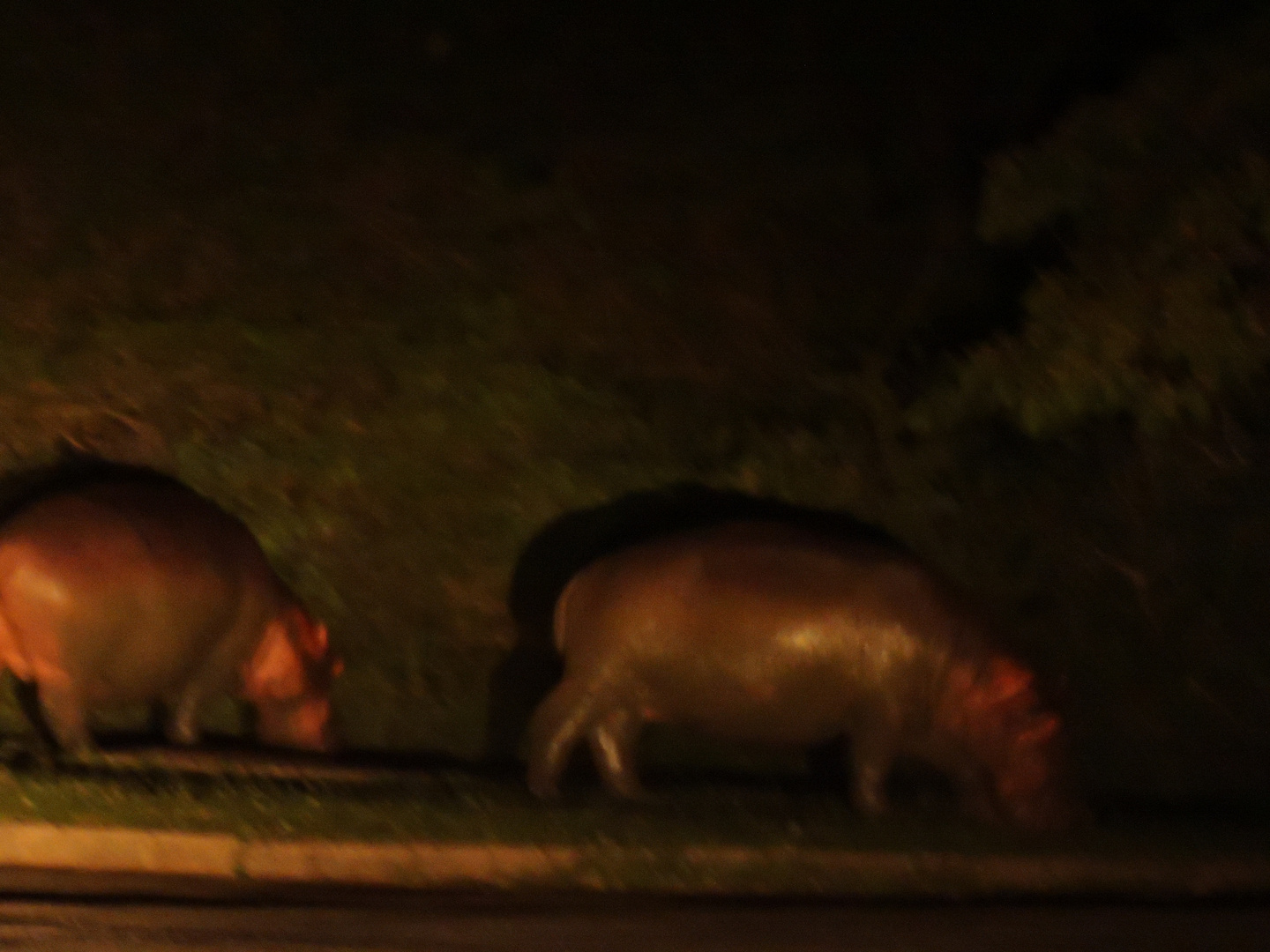 Nächtliche Besucher im Ort St.Lucia.