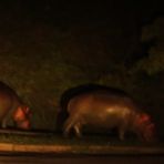 Nächtliche Besucher im Ort St.Lucia.