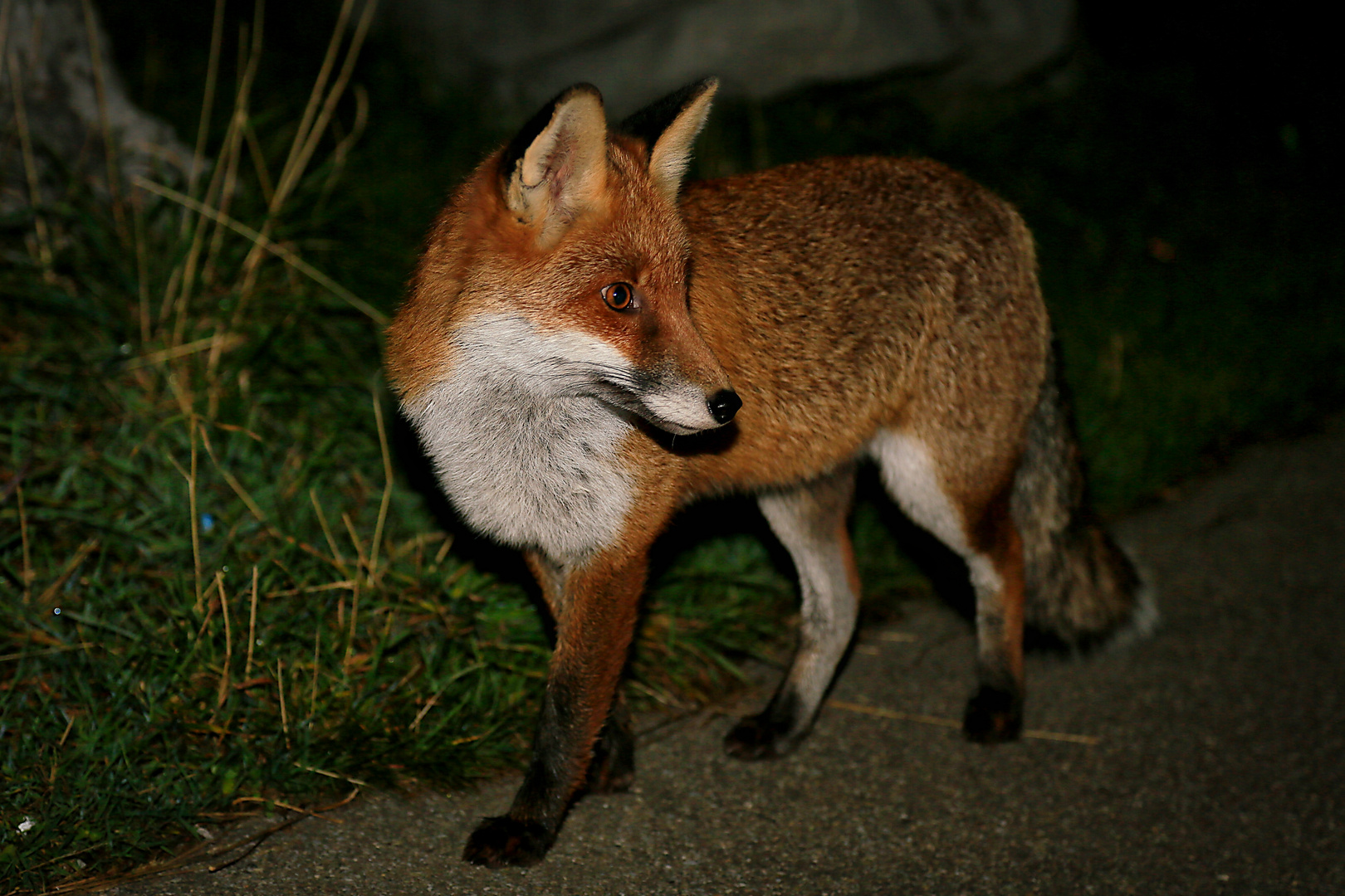 nächtliche Fuchs-Bekanntschaft