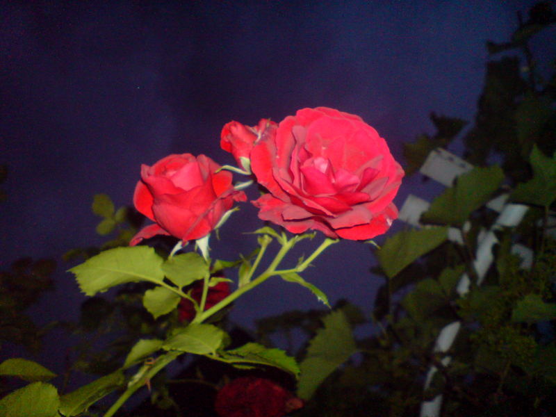 Nächtliche Rose