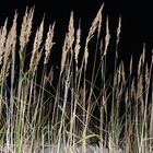 Nächtliche Strandbegegnung