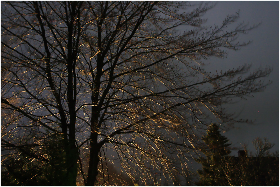 nächtlicher Baum mit Hintergrundbeleuchtung, in einer Sturmpause