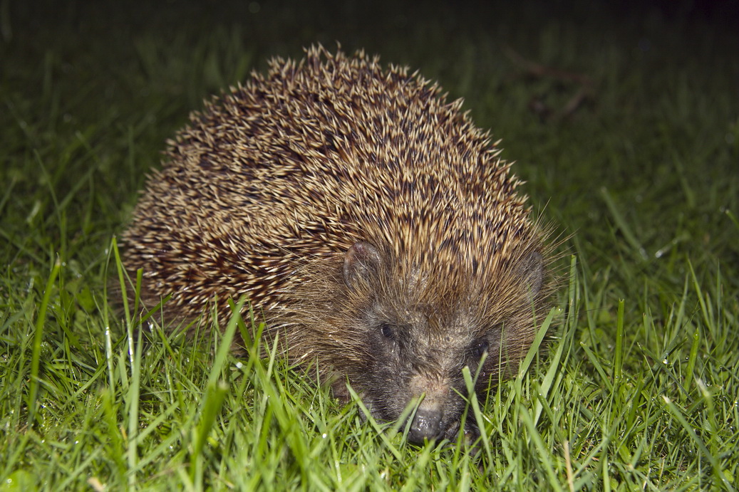 Nächtlicher Besuch