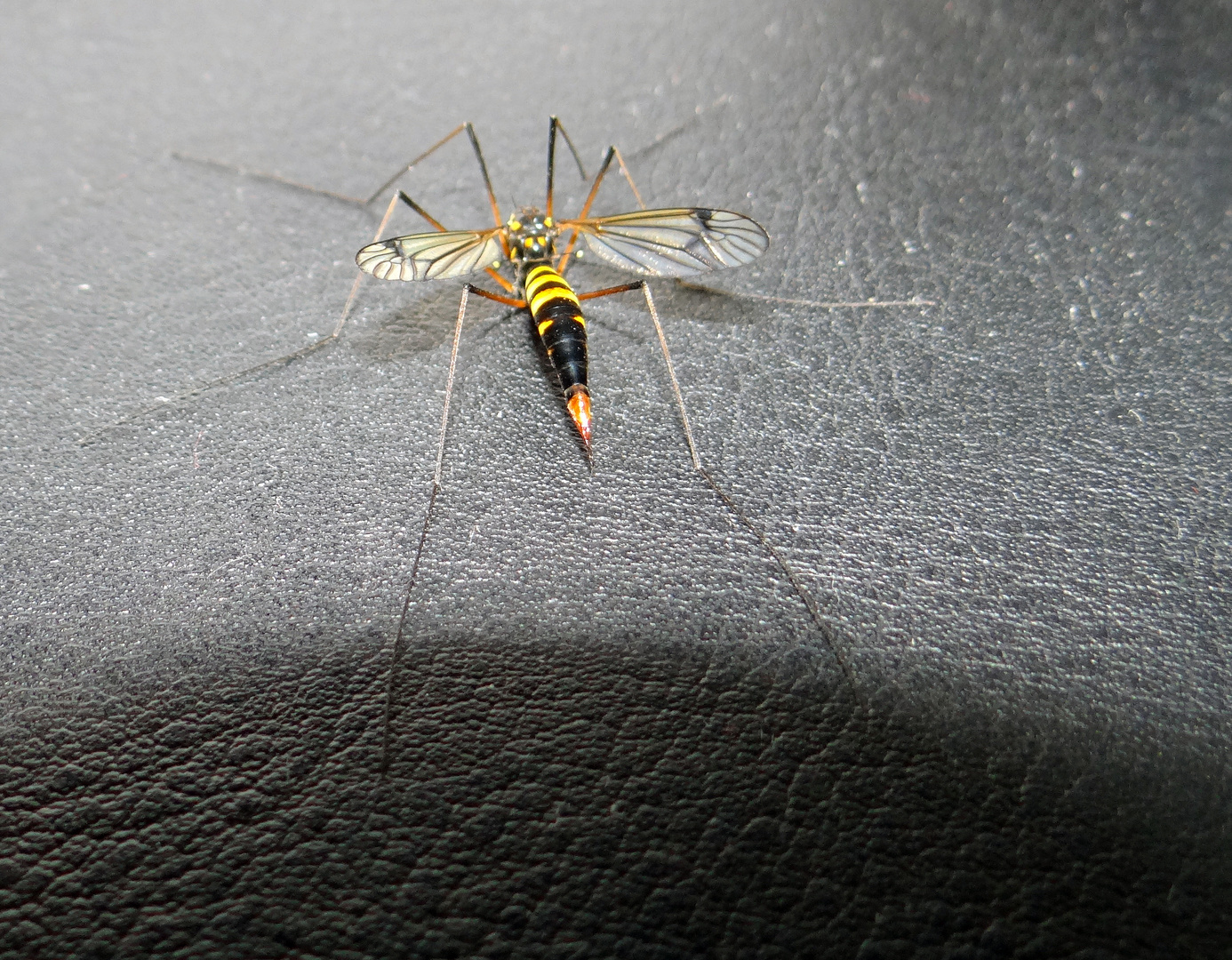 Nächtlicher Besuch