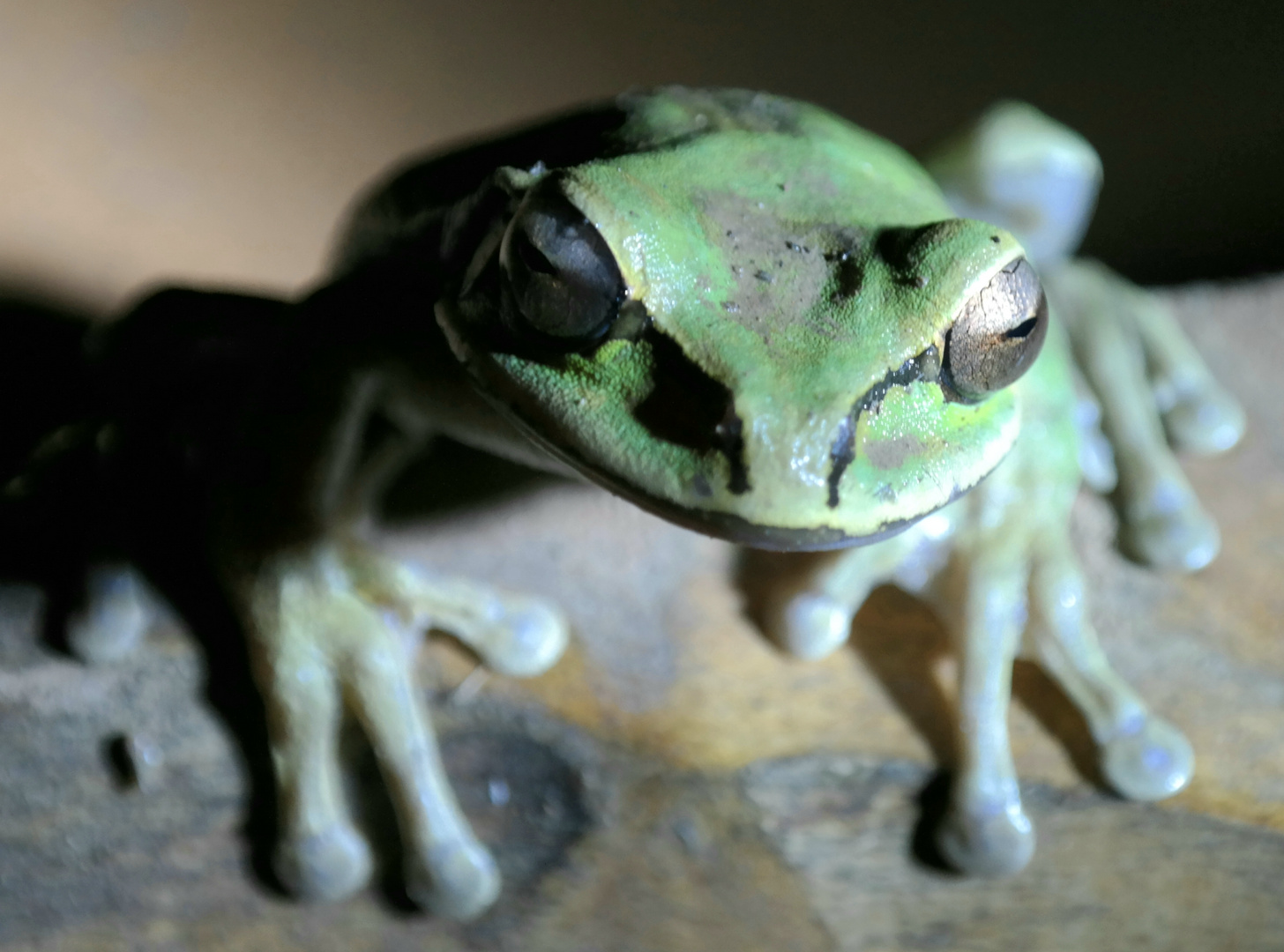 nächtlicher Besuch