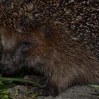 Nächtlicher Besuch