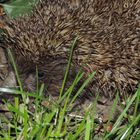 Nächtlicher Besuch