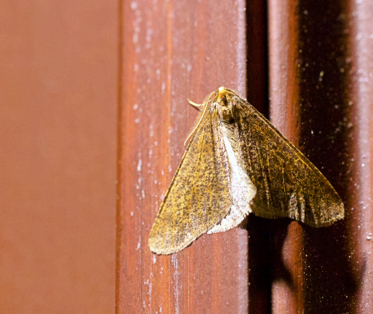 Nächtlicher Besuch ...