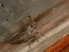 Nächtlicher Besuch am Fenster, ...