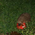 Nächtlicher Besuch