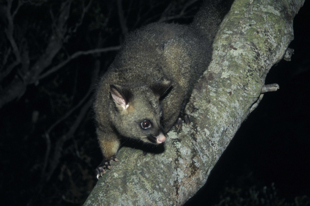 Nächtlicher Besuch eines Possums in Tasmanien