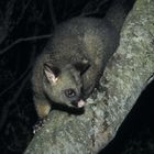 Nächtlicher Besuch eines Possums in Tasmanien