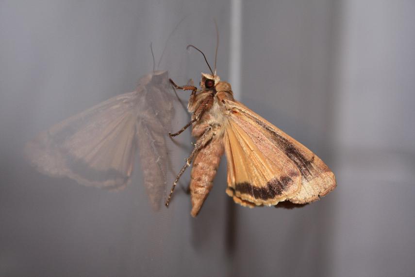 Nächtlicher Besuch im Badezimmer