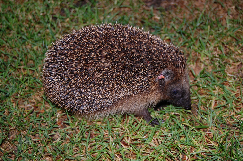 Nächtlicher Besuch im Garten ...