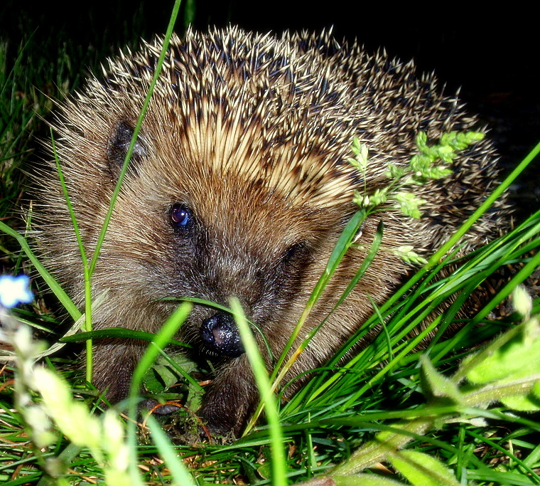 Nächtlicher Besuch in meinem Garten...