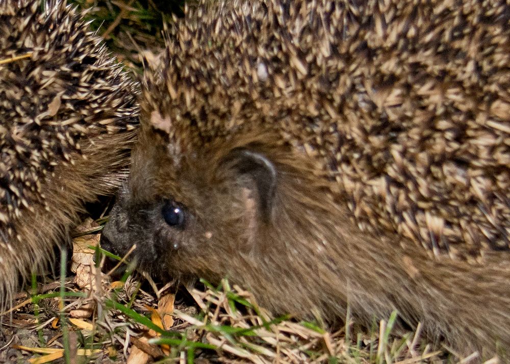 nächtlicher Besucher