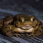 ...nächtlicher Besucher