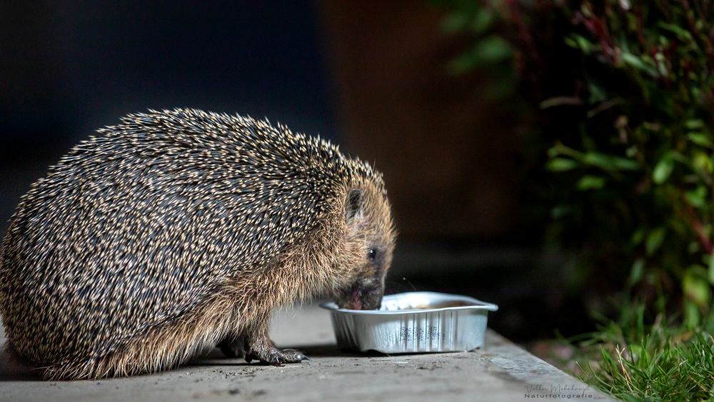 nächtlicher Besucher