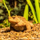 Nächtlicher Besucher auf der Terrasse